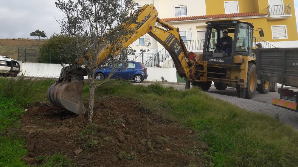 Plantação de oliveiras na urbanização dos Campilhos